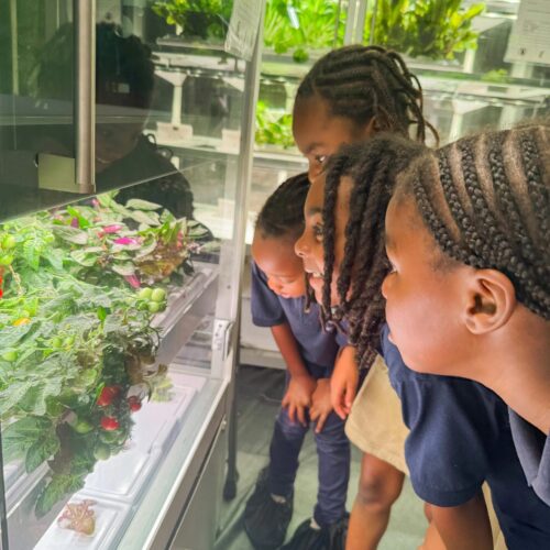 Students surrounding and admiring a plant.